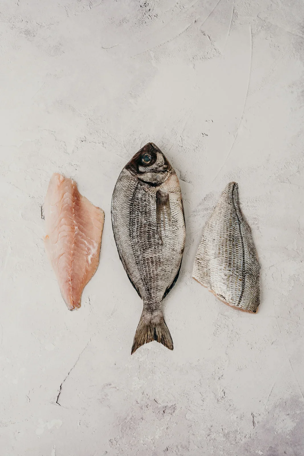 Black Bream