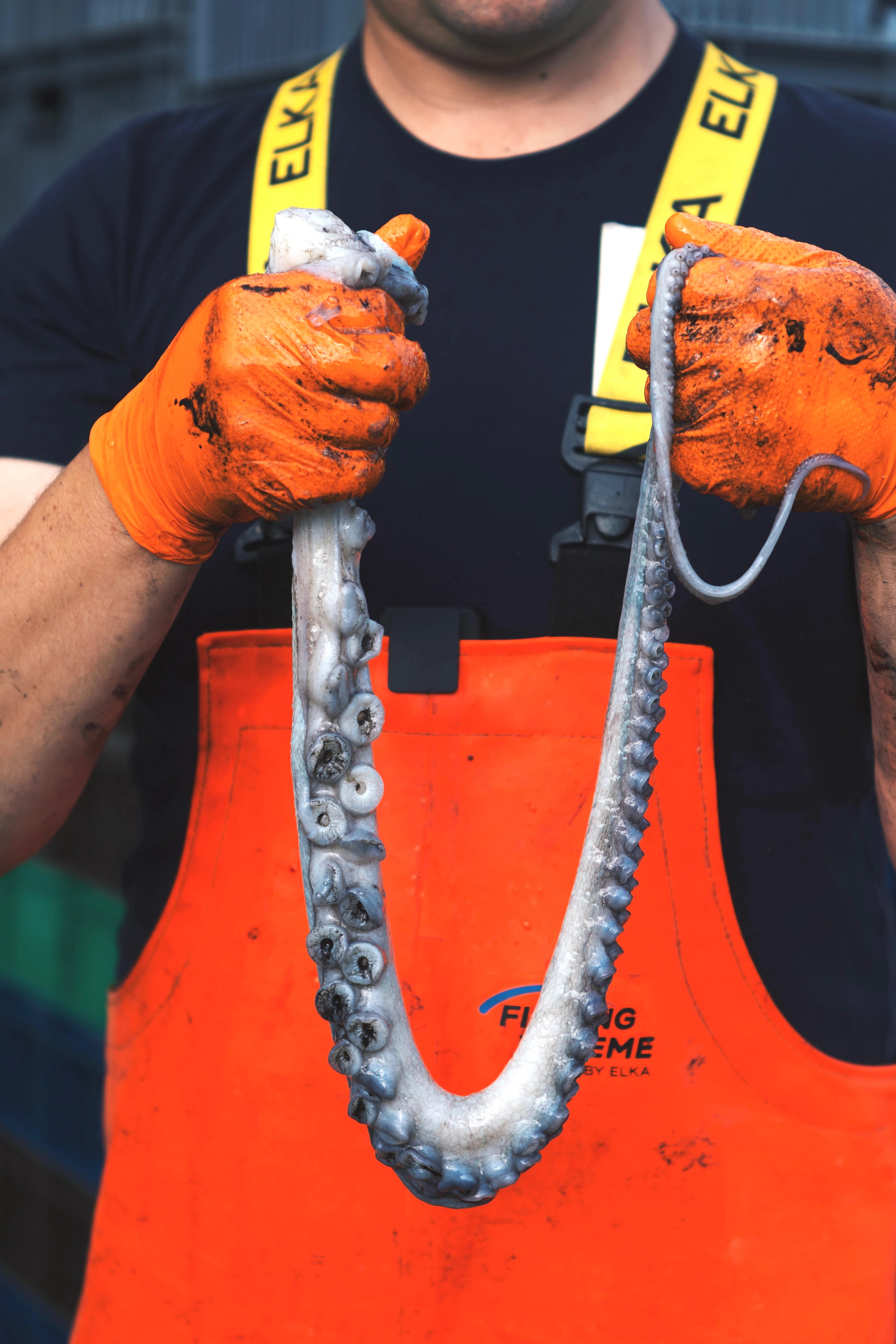 Pot-Caught Octopus Tentacle