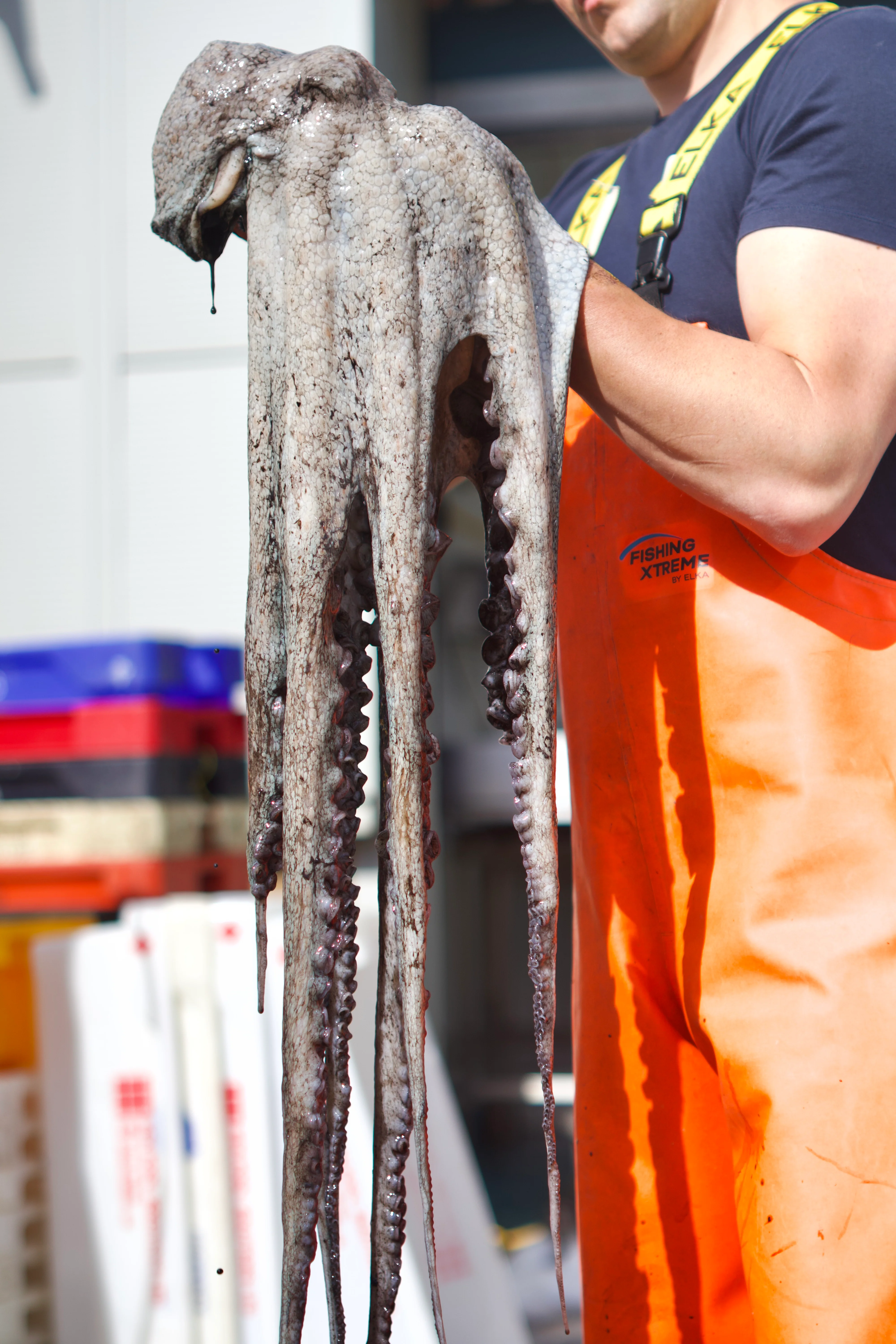 Pot-Caught Octopus Tentacle - Image 2