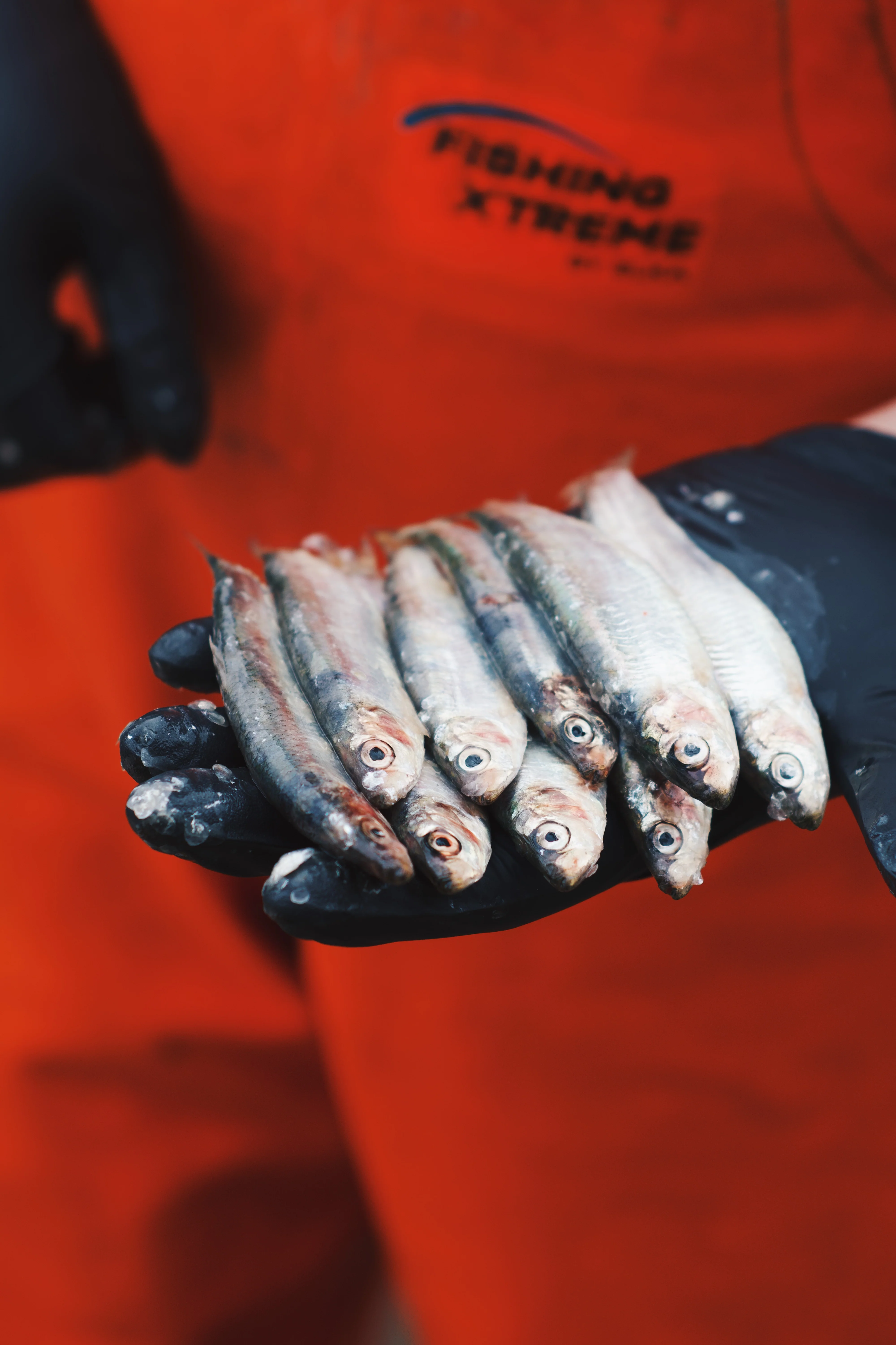 Netted Sprats