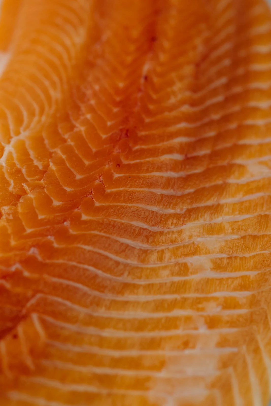 ChalkStream Trout Fillet - Image 3