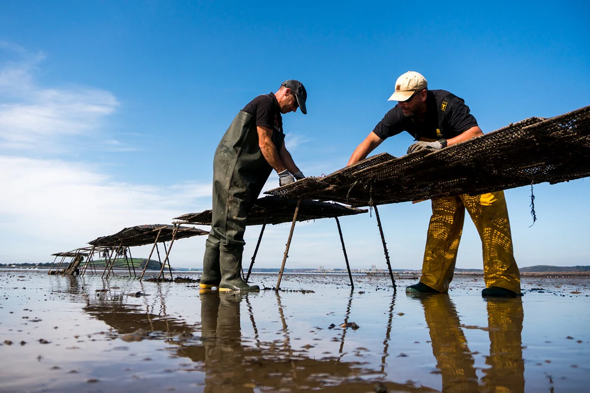 Atlantic Edge Rock Oysters - Image 3