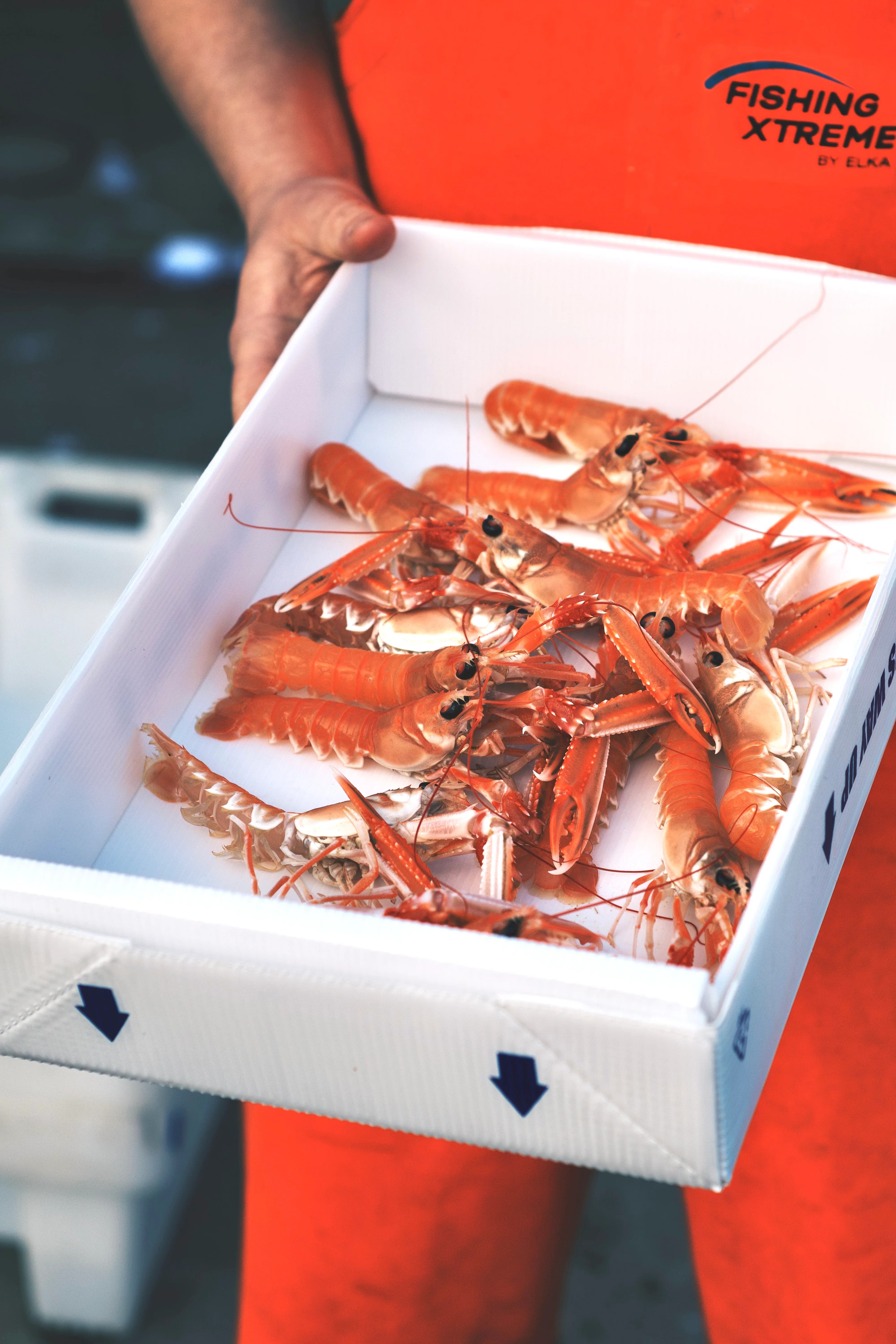 LIVE Creel Caught Langoustine