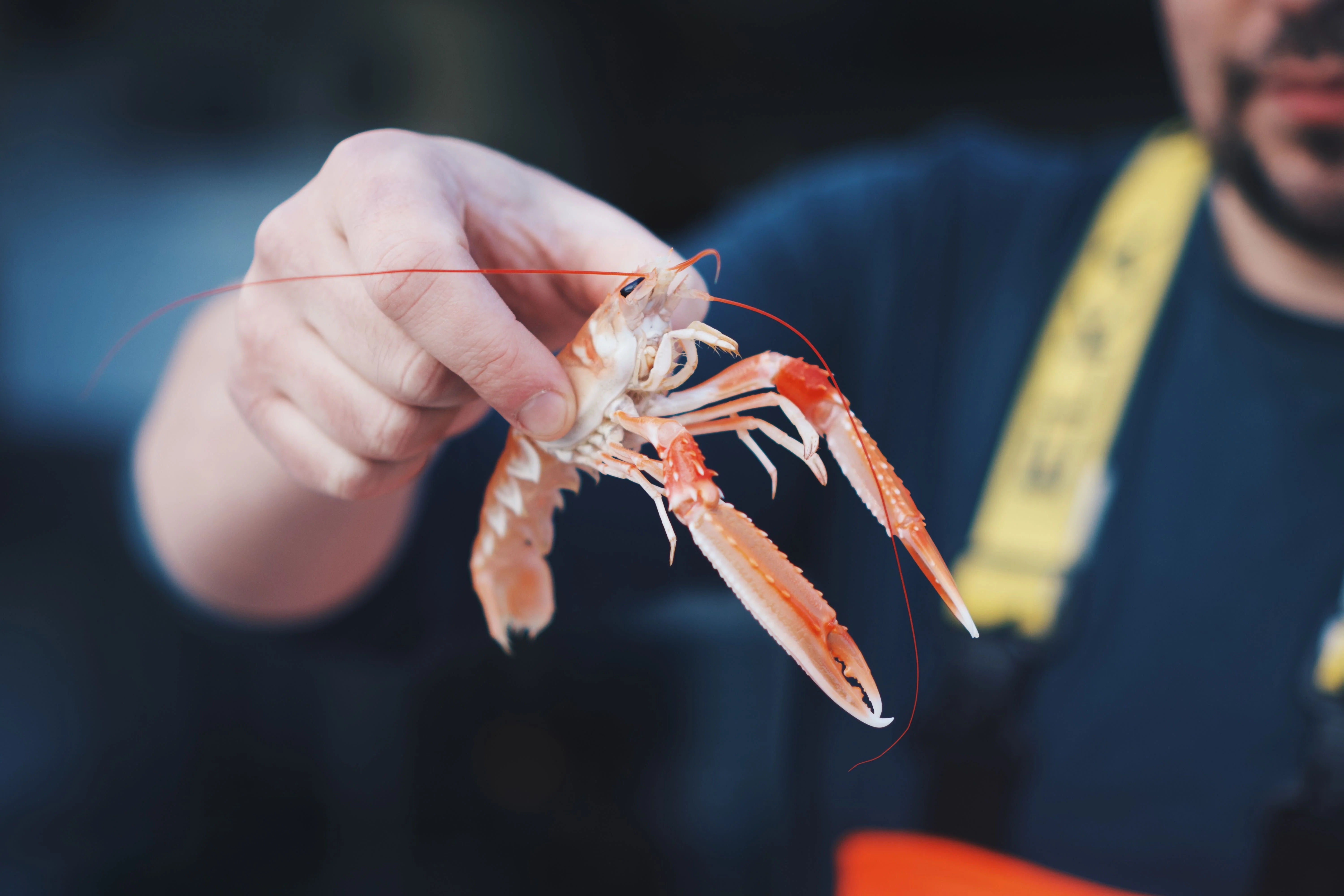 LIVE Creel Caught Langoustine - Image 2
