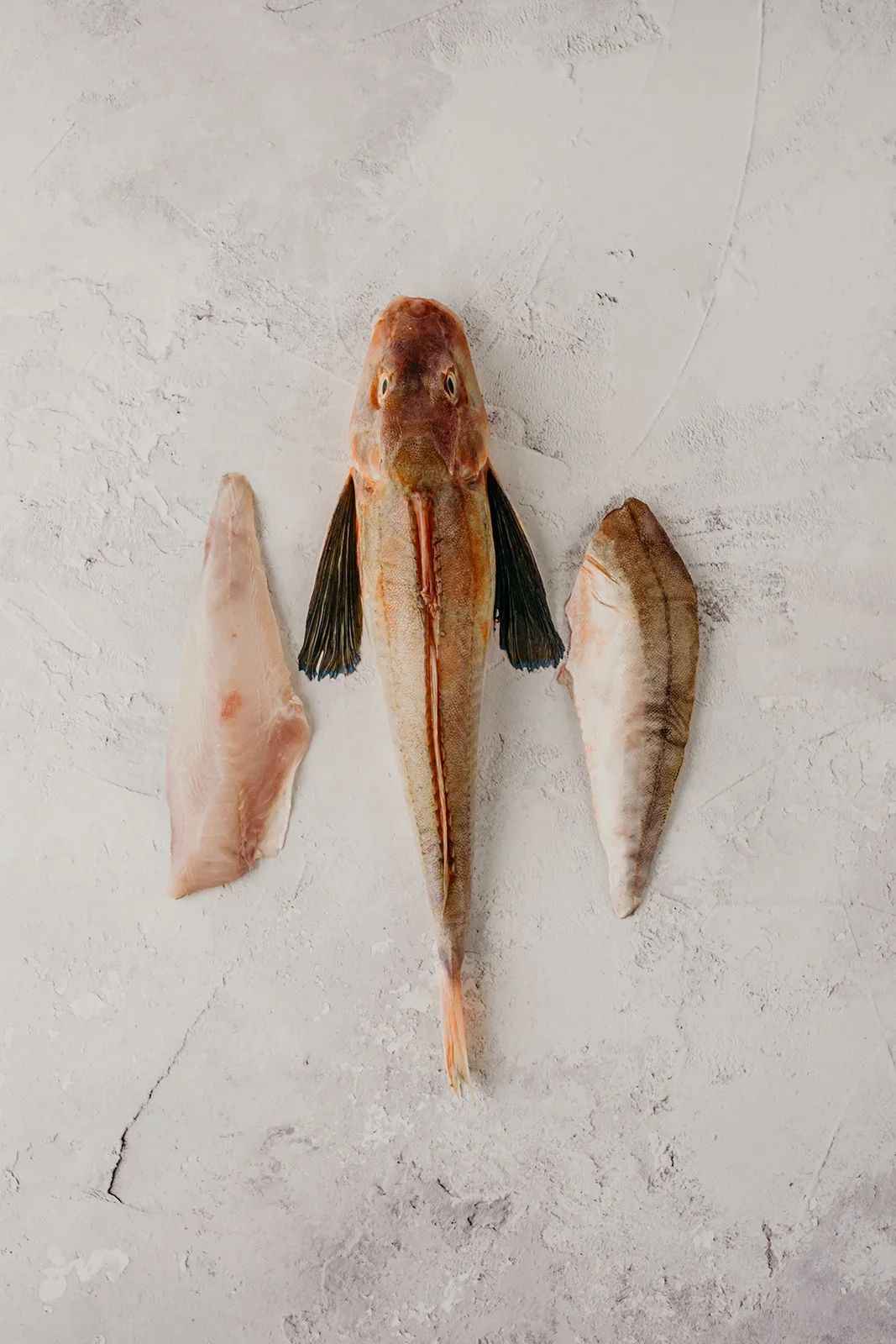Gurnard