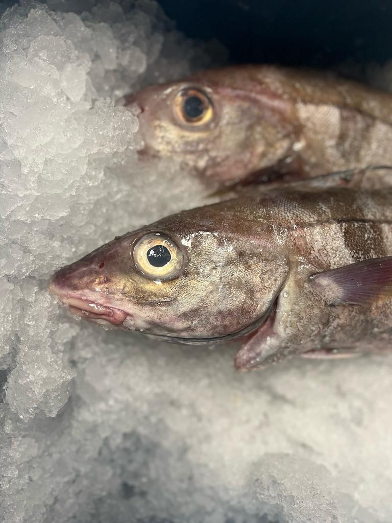Haddock Steaks - Image 2