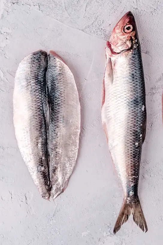 Herring