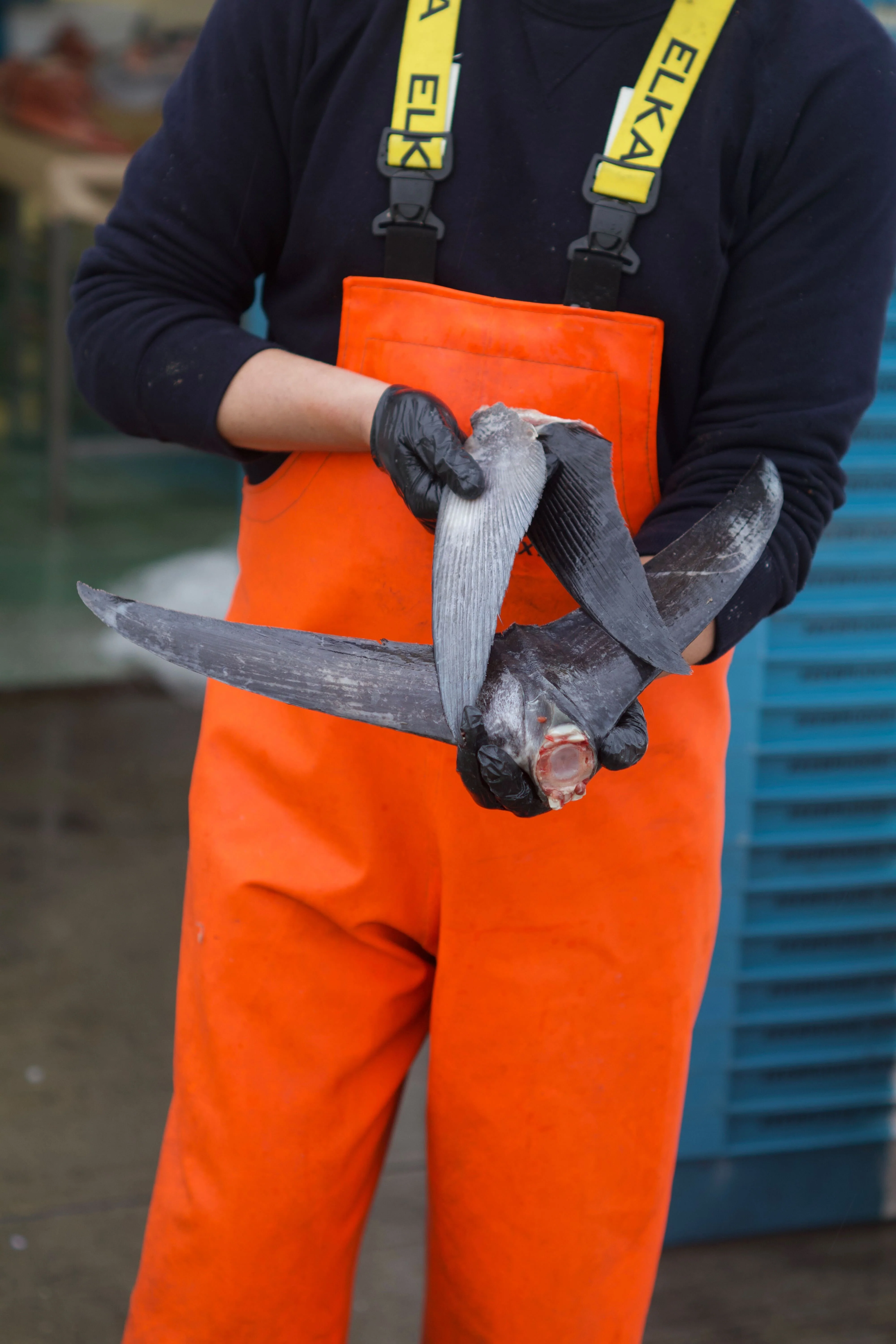 Ikejime Bluefin Tuna Tail and Fins