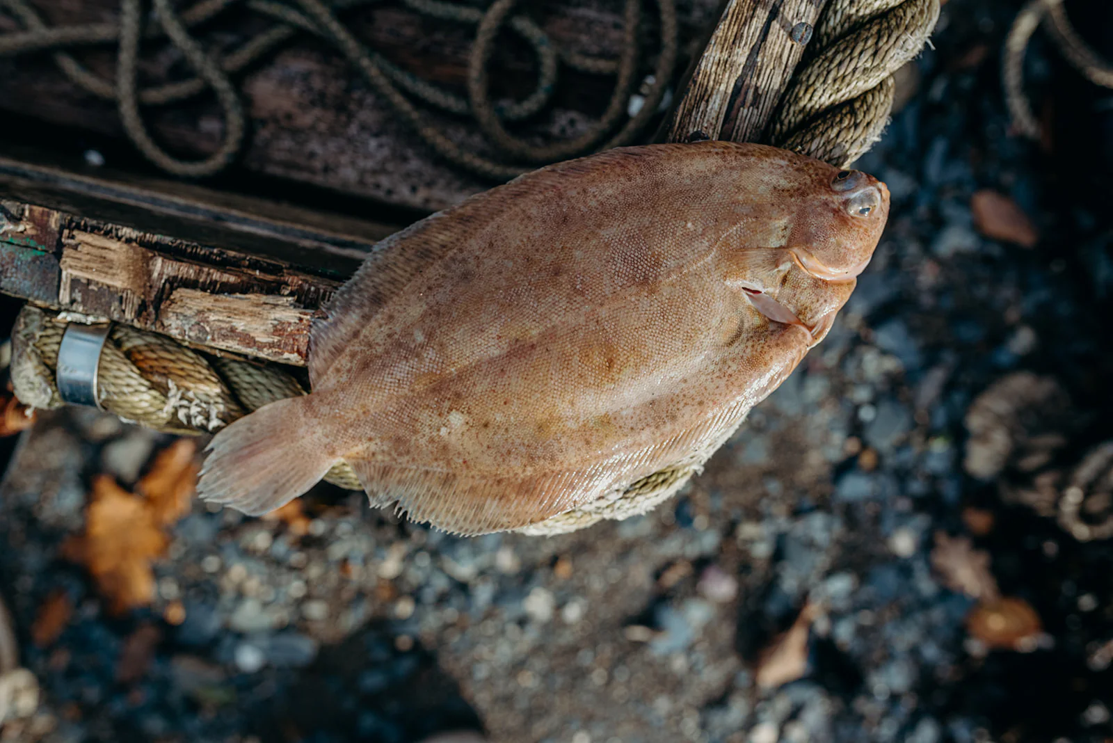 Lemon Sole - Image 3
