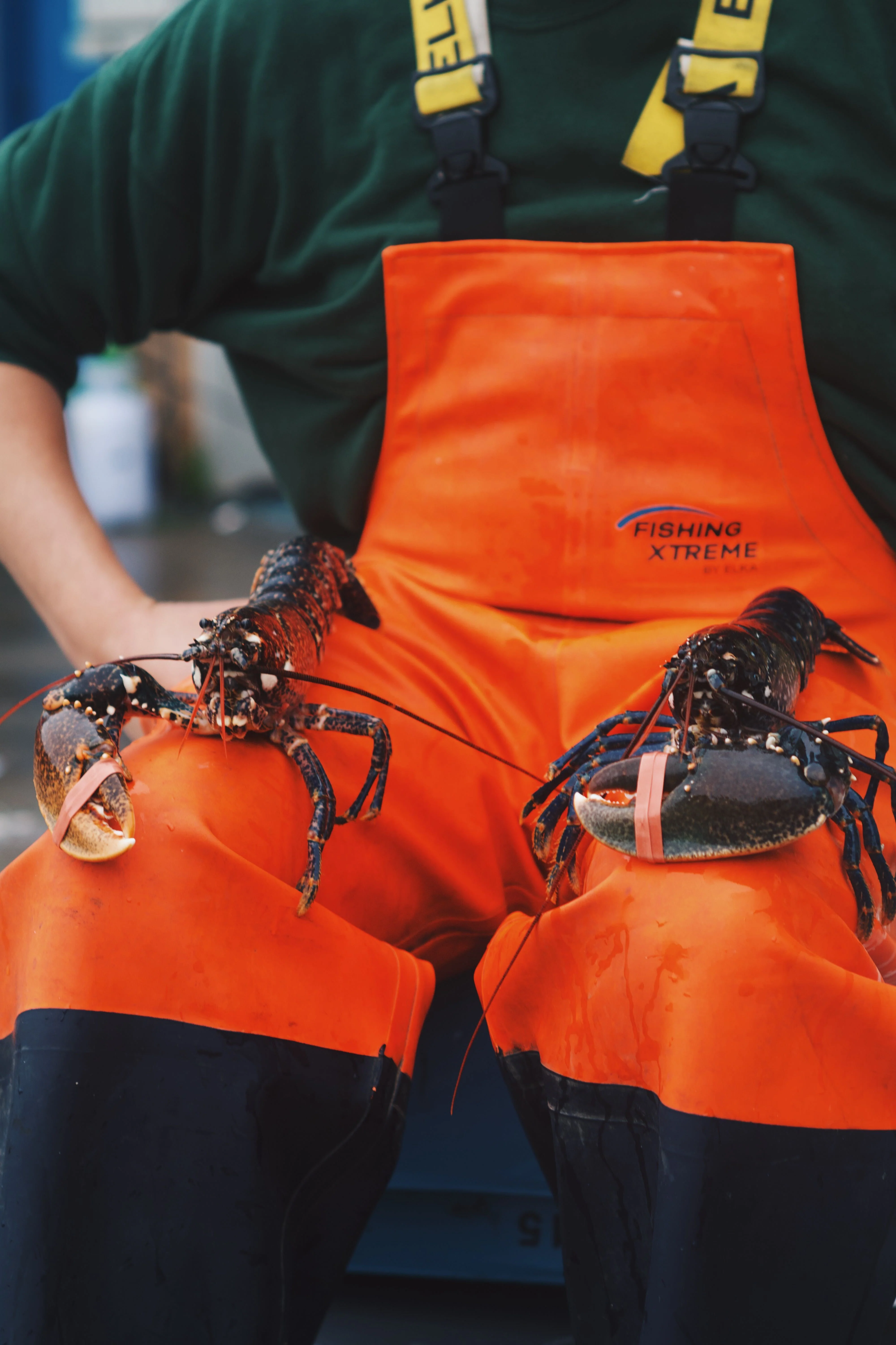 LIVE Single-Clawed Lobsters - Image 2