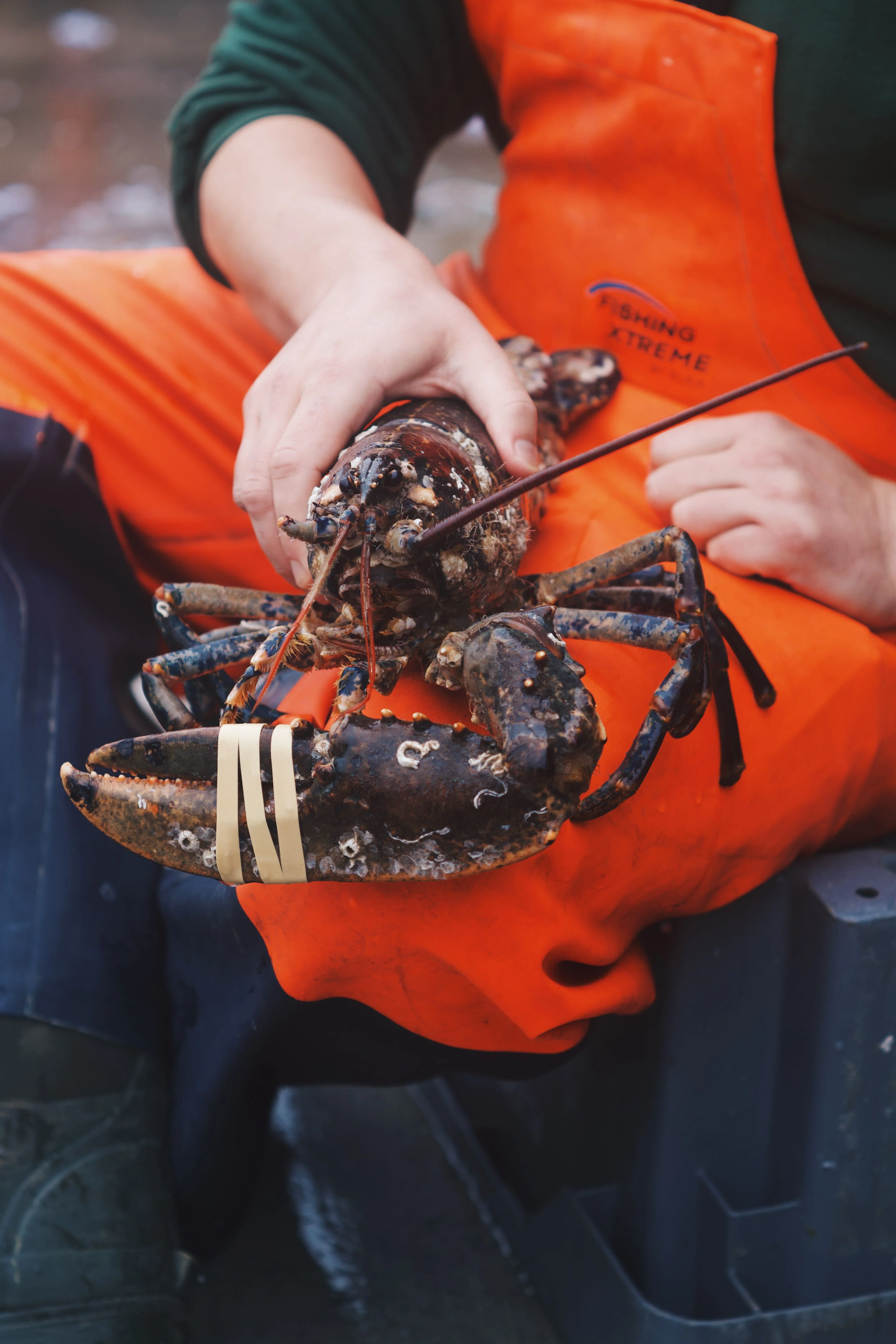 LIVE Single-Clawed Lobsters - Image 3