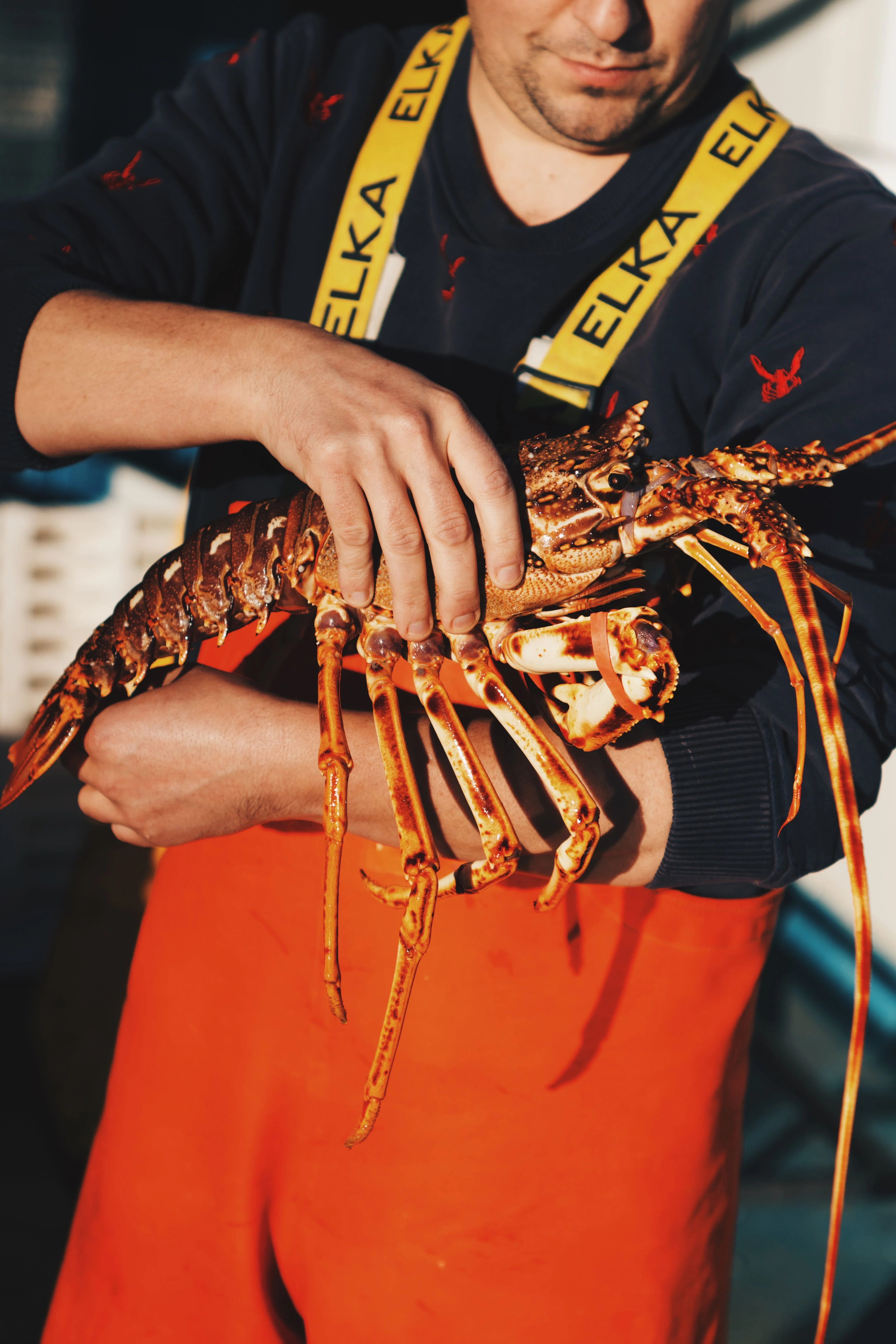 LIVE Welsh Spiny Lobster