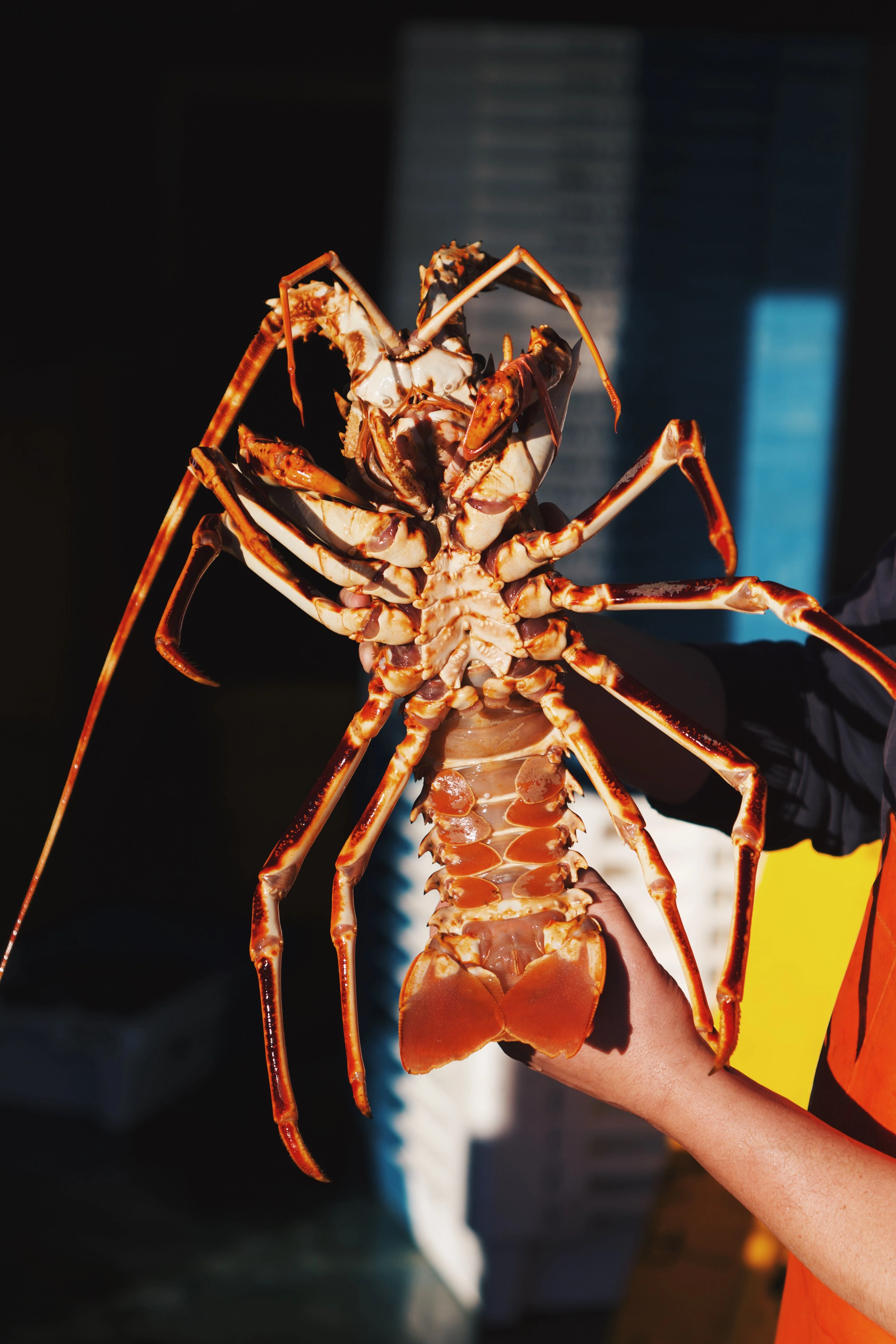 LIVE Welsh Spiny Lobster - Image 2