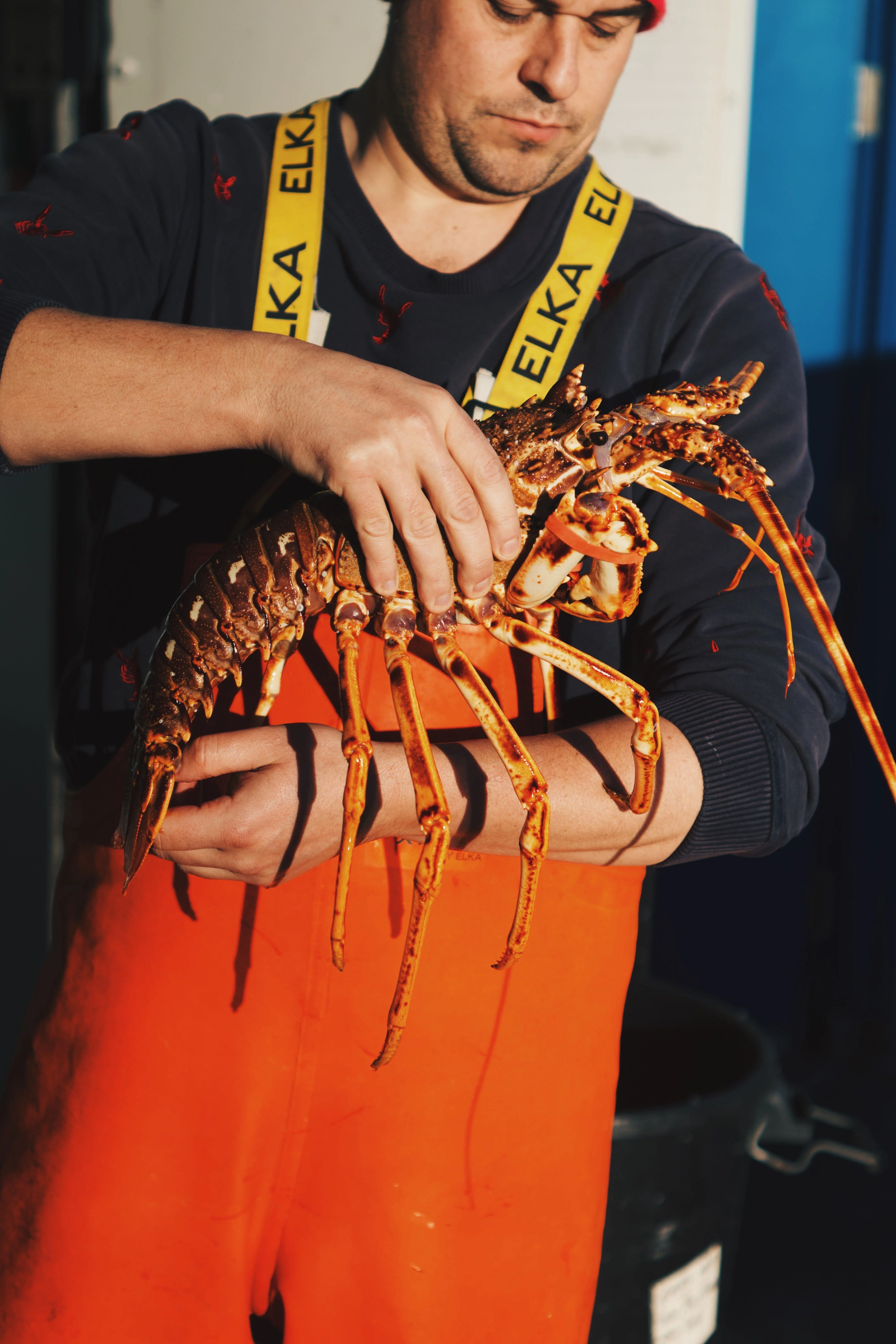 LIVE Welsh Spiny Lobster - Image 3