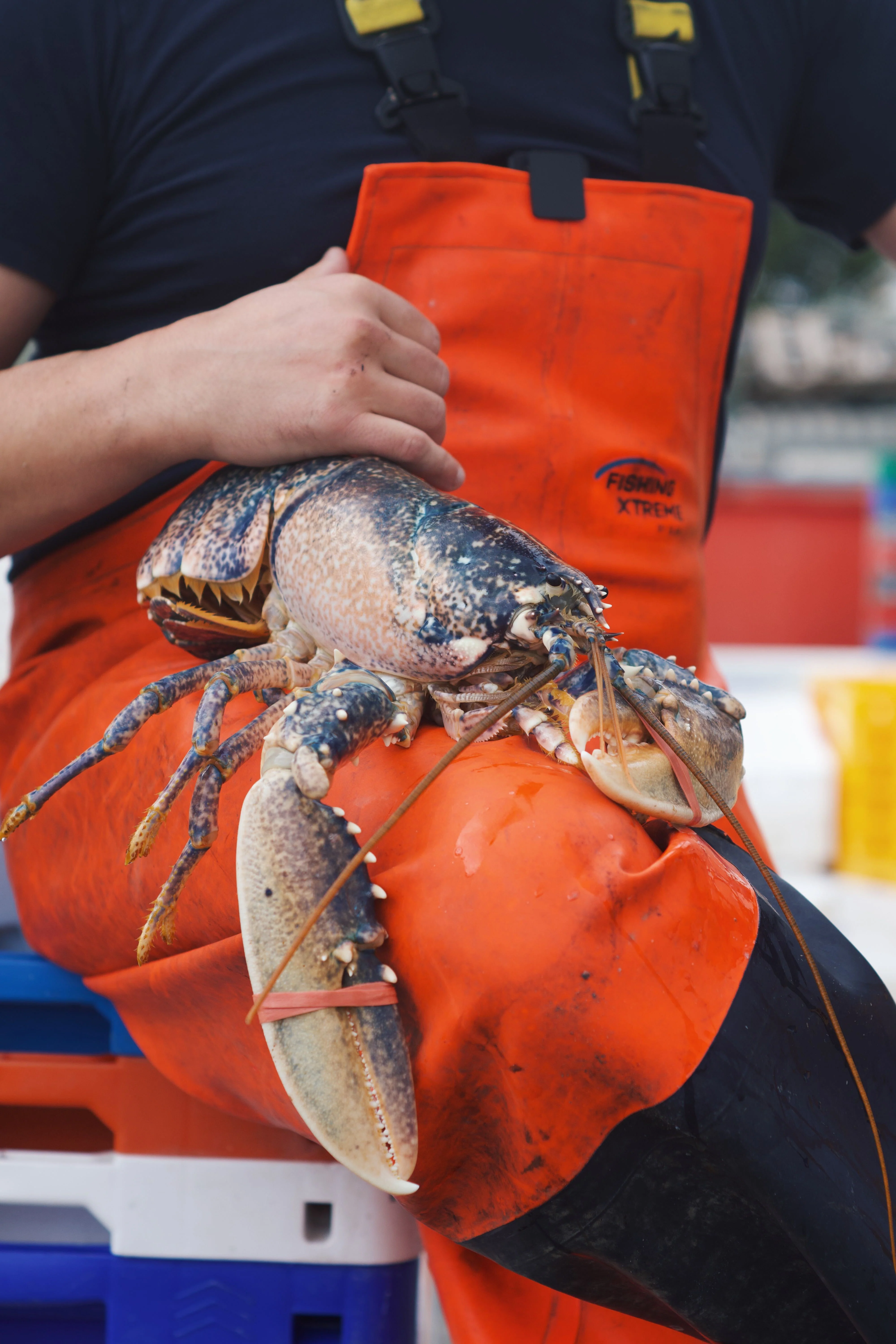 LIVE Welsh Lobsters - Image 2