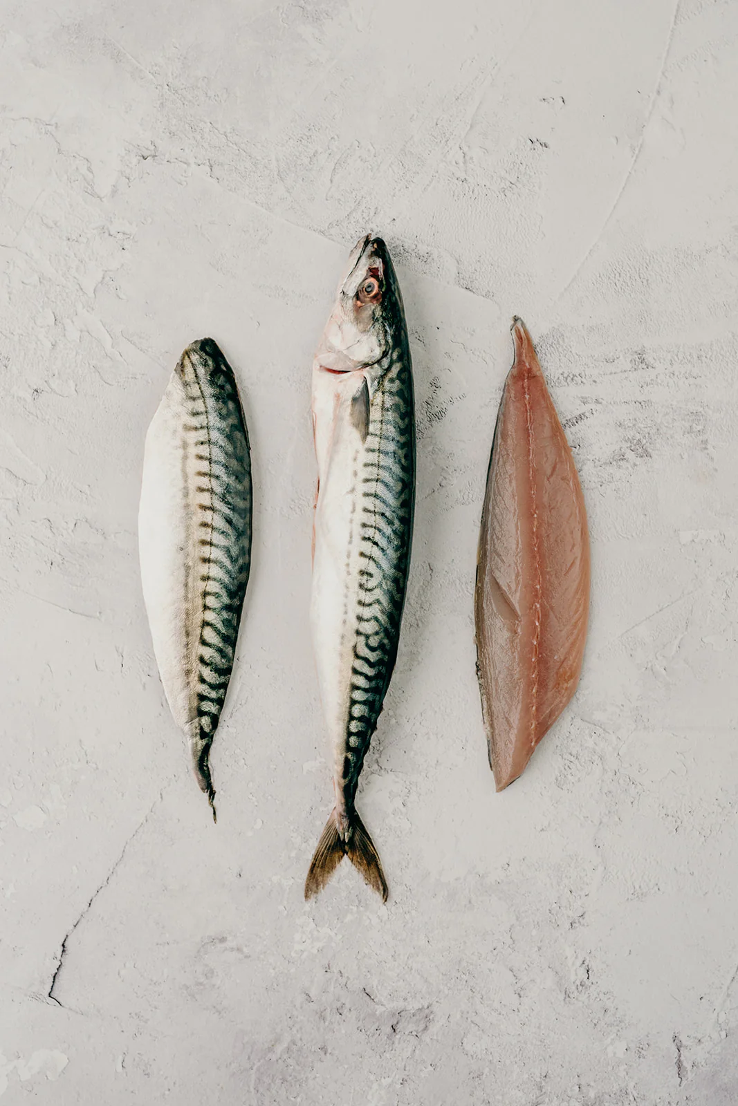 Mackerel