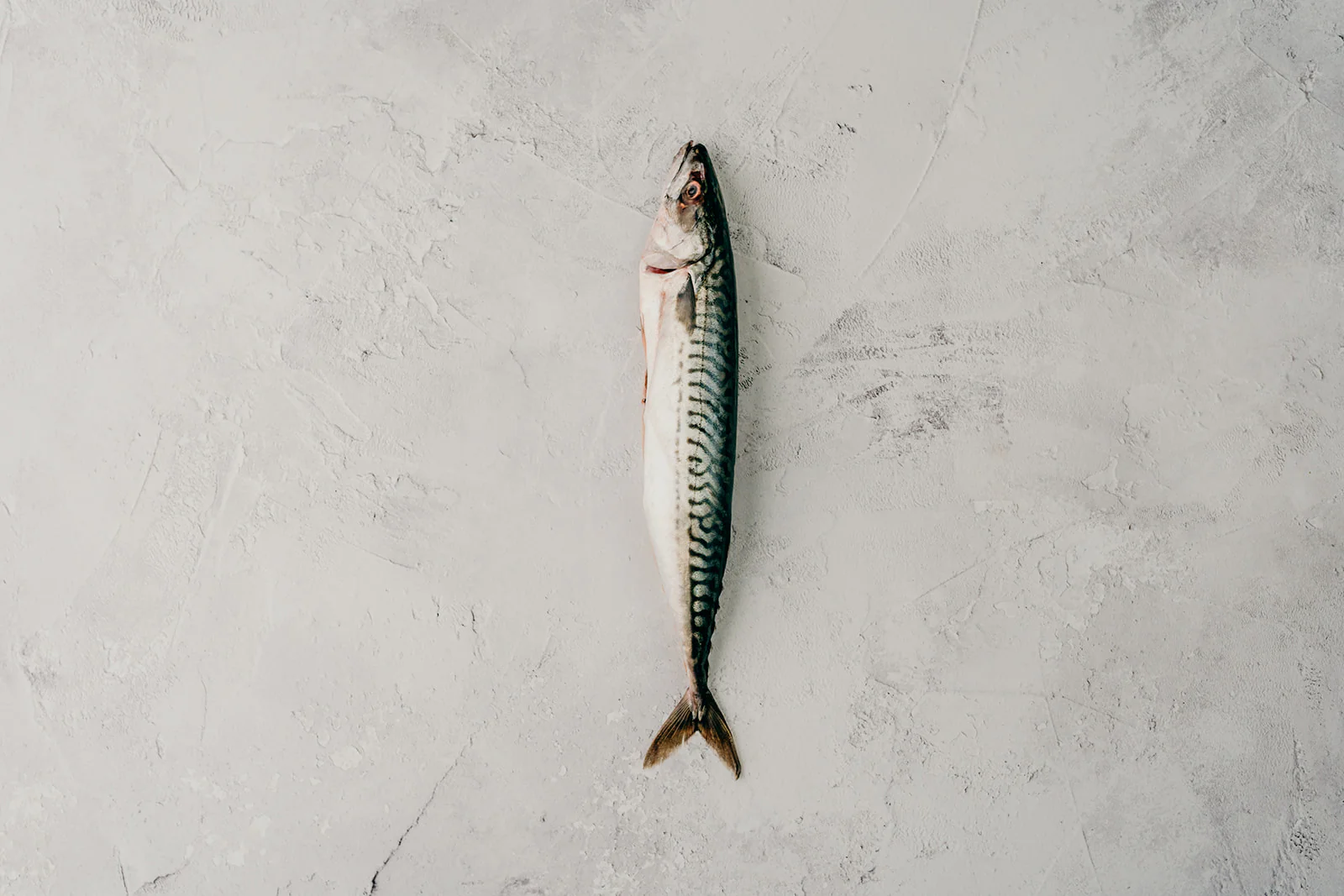 Mackerel - Image 3