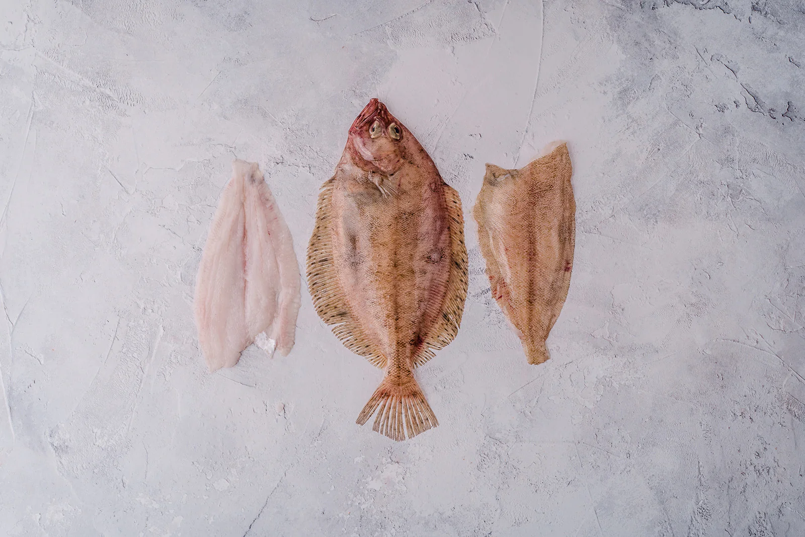 Megrim Sole