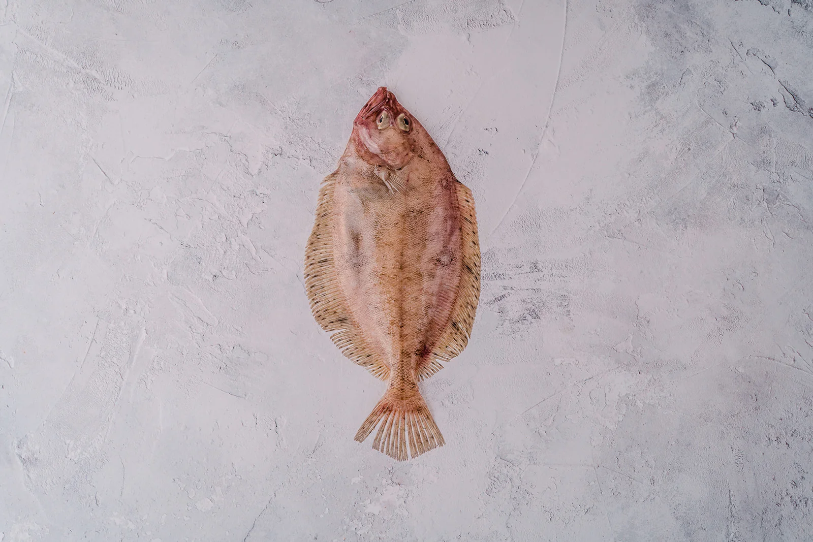 Megrim Sole - Image 2
