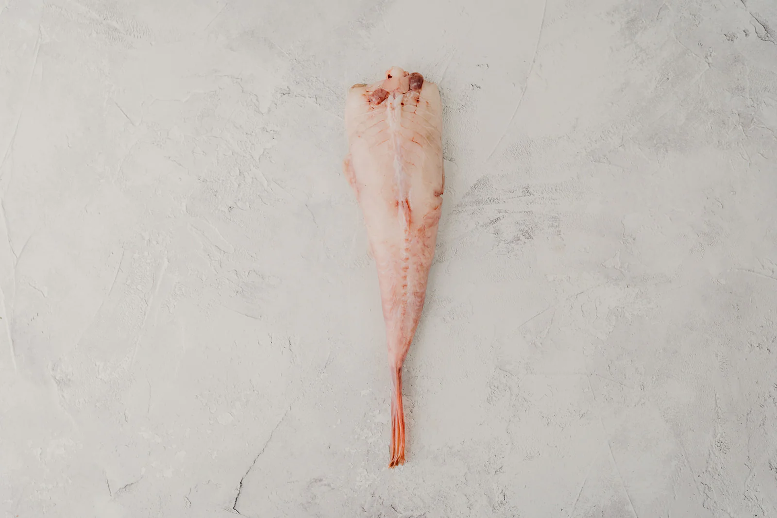 Monkfish - Image 3