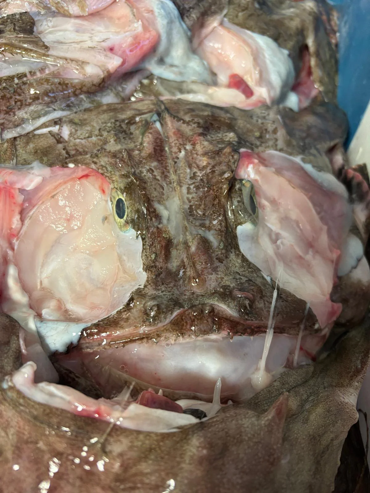 Monkfish Heads x 2 - Image 2