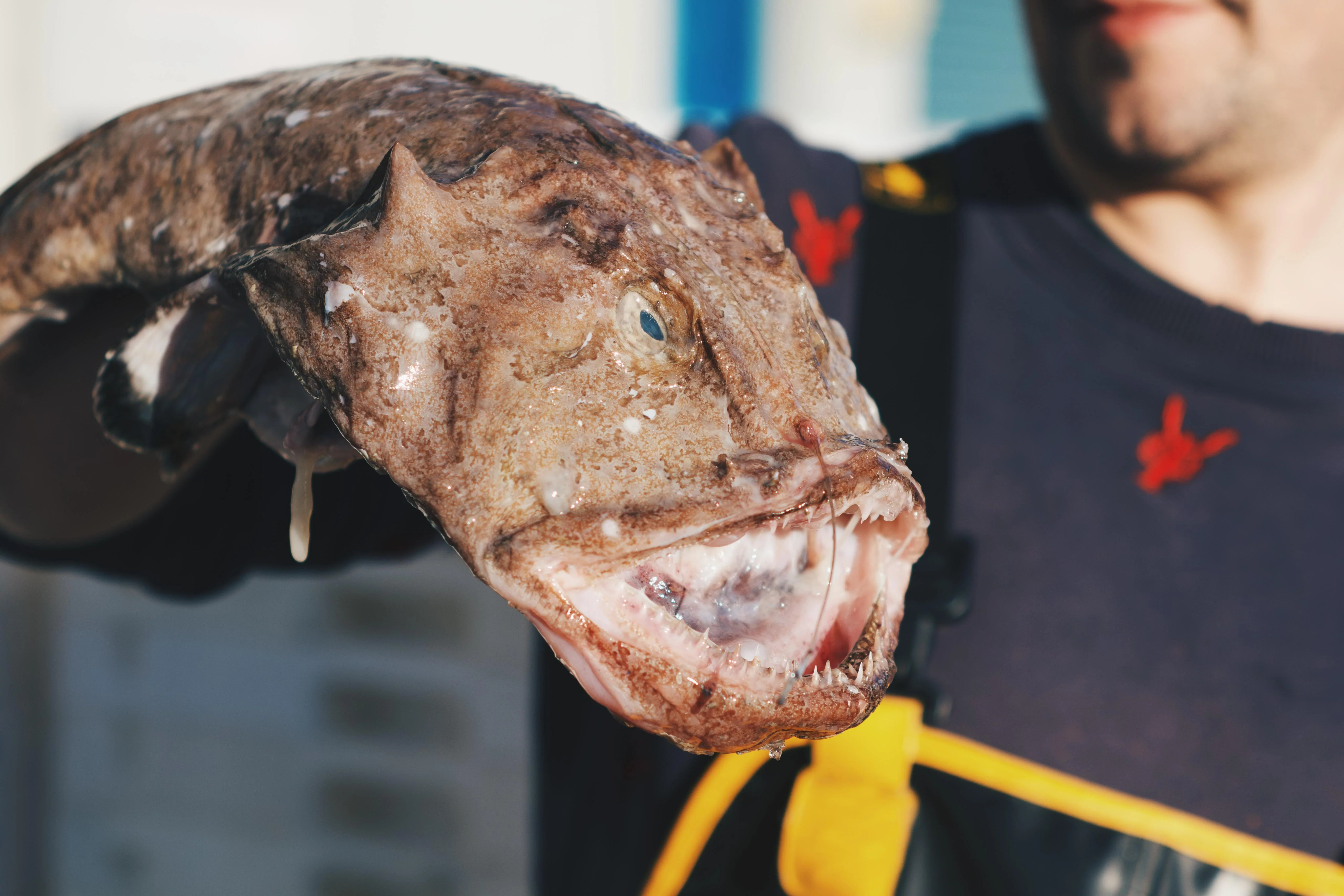 Monkfish Heads x 2 - Image 3