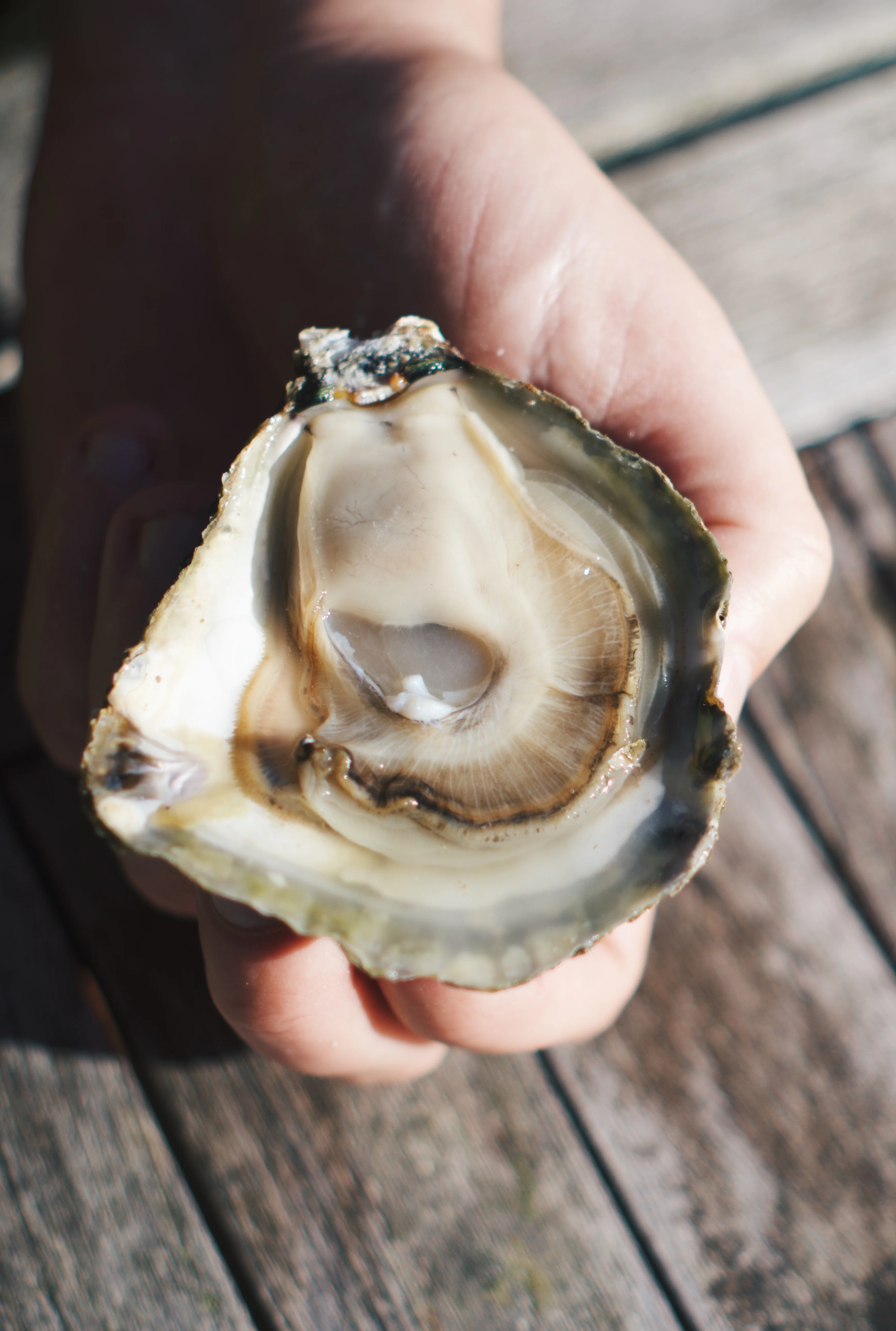 Atlantic Edge Native Oysters
