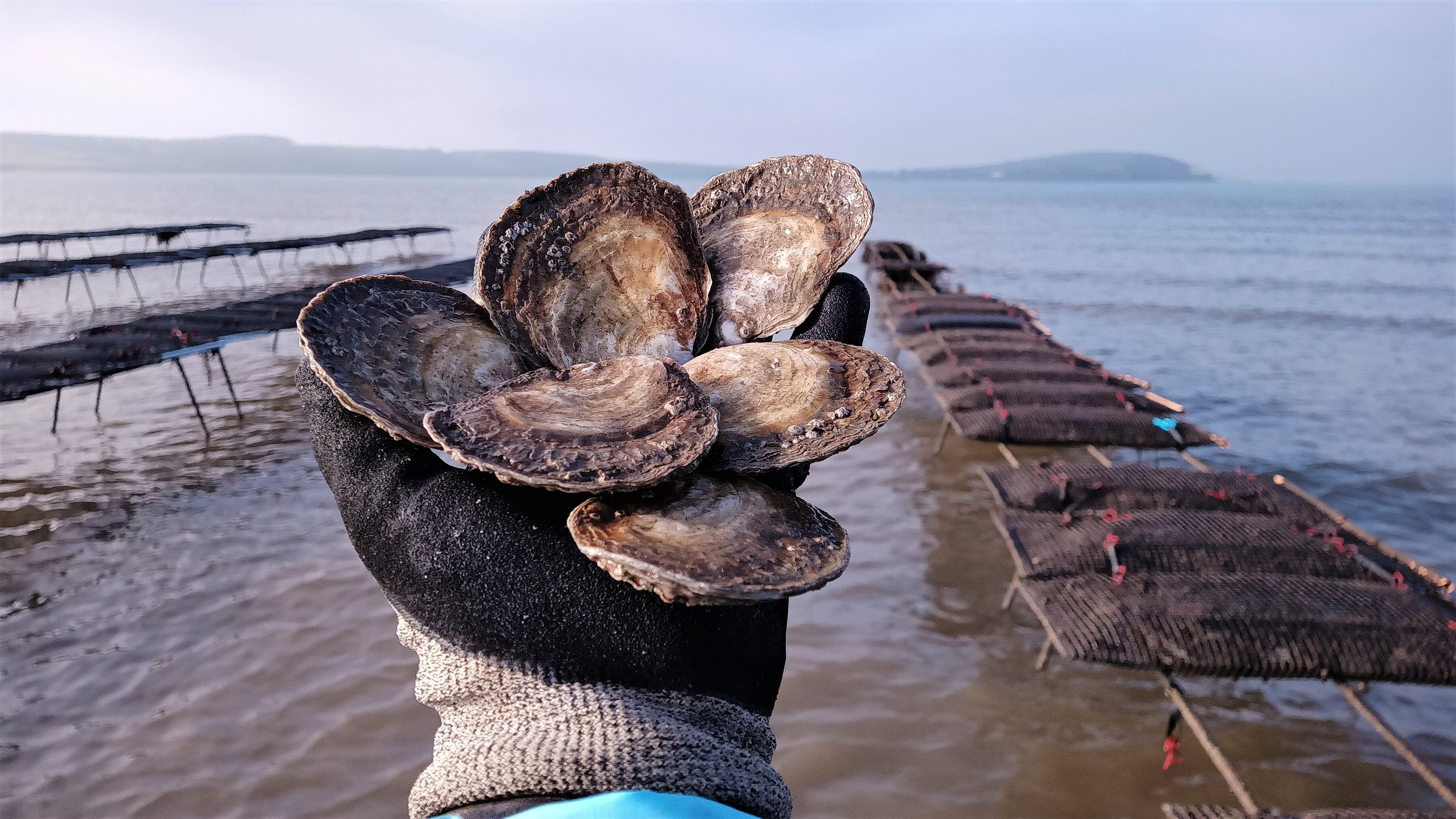 Atlantic Edge Native Oysters - Image 3
