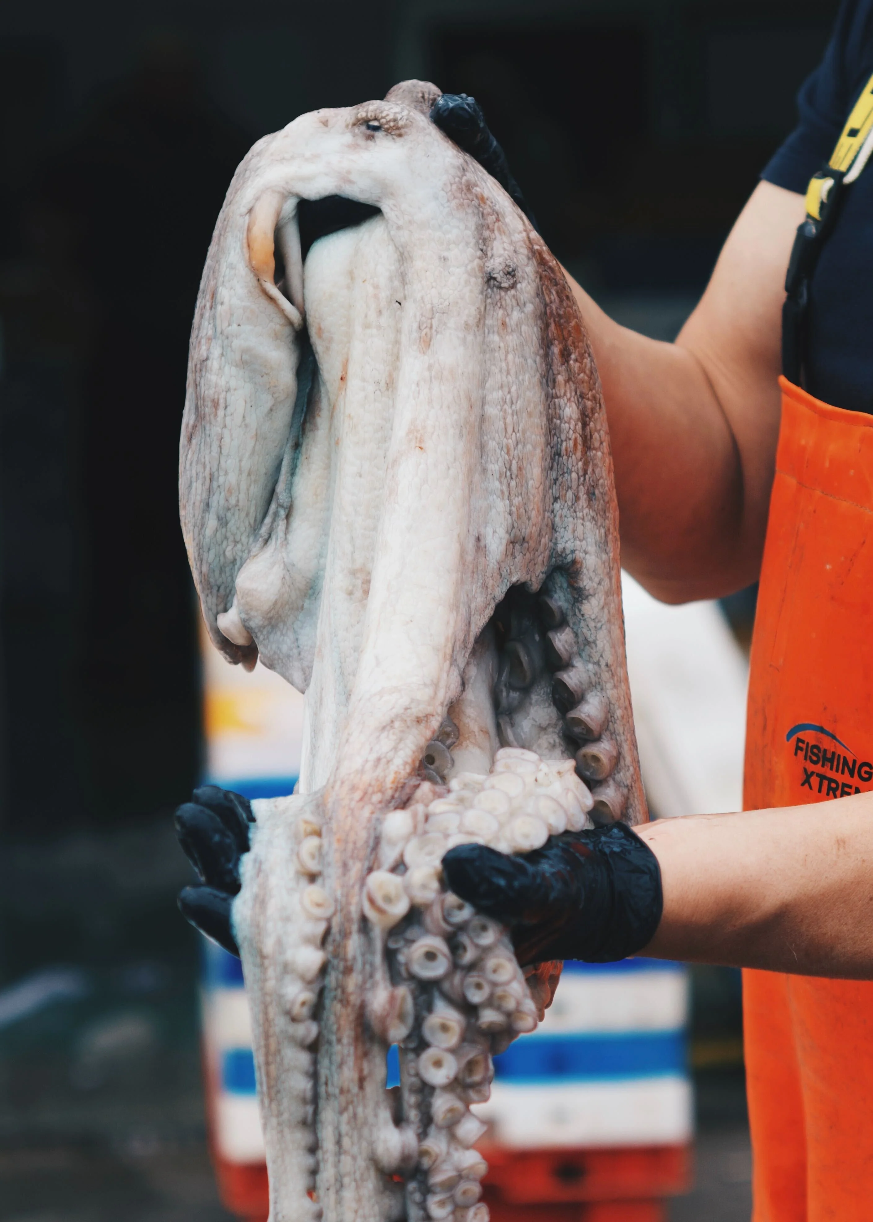 Octopus Head 200g