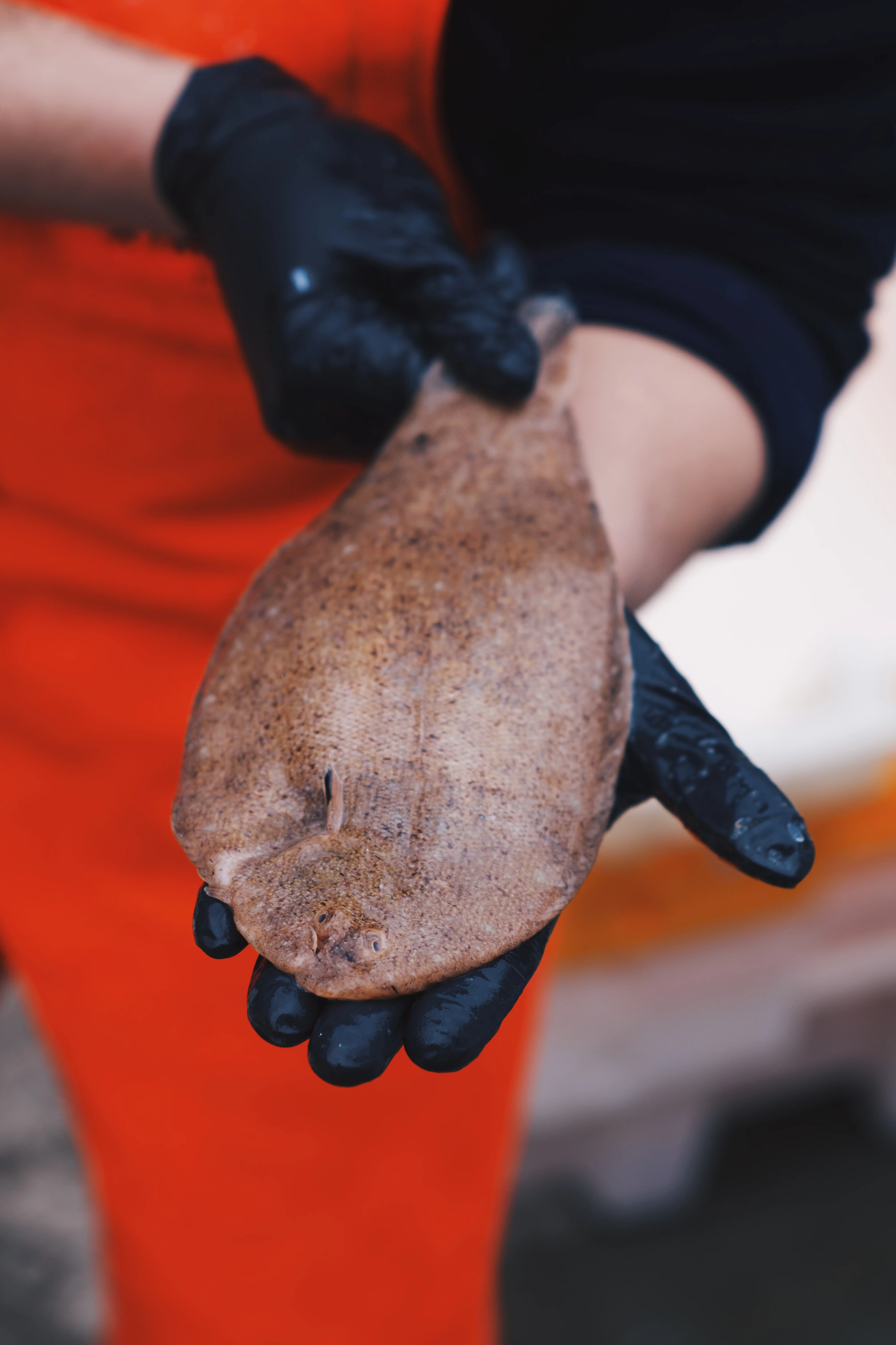 Sand Sole