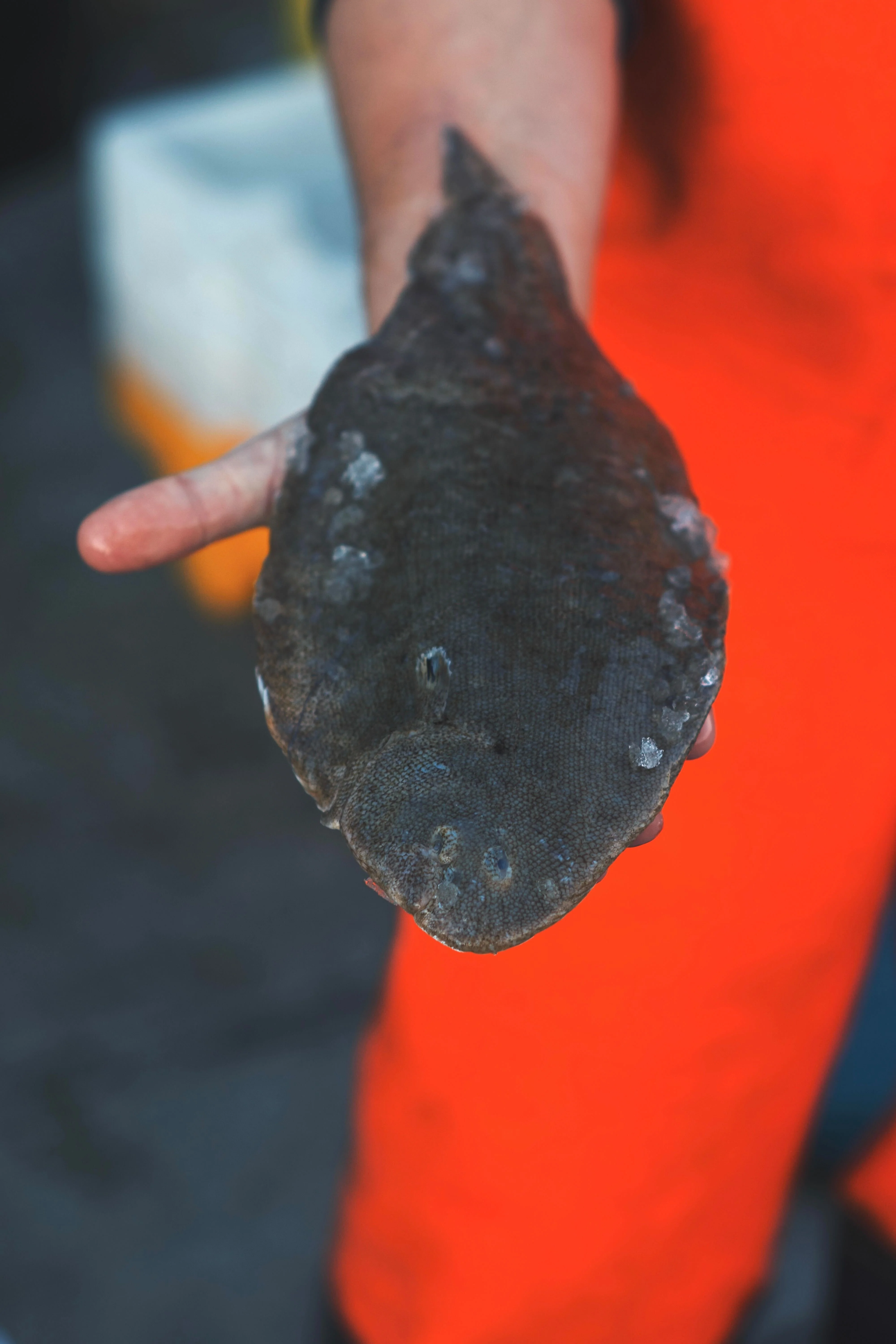 Sand Sole - Image 2