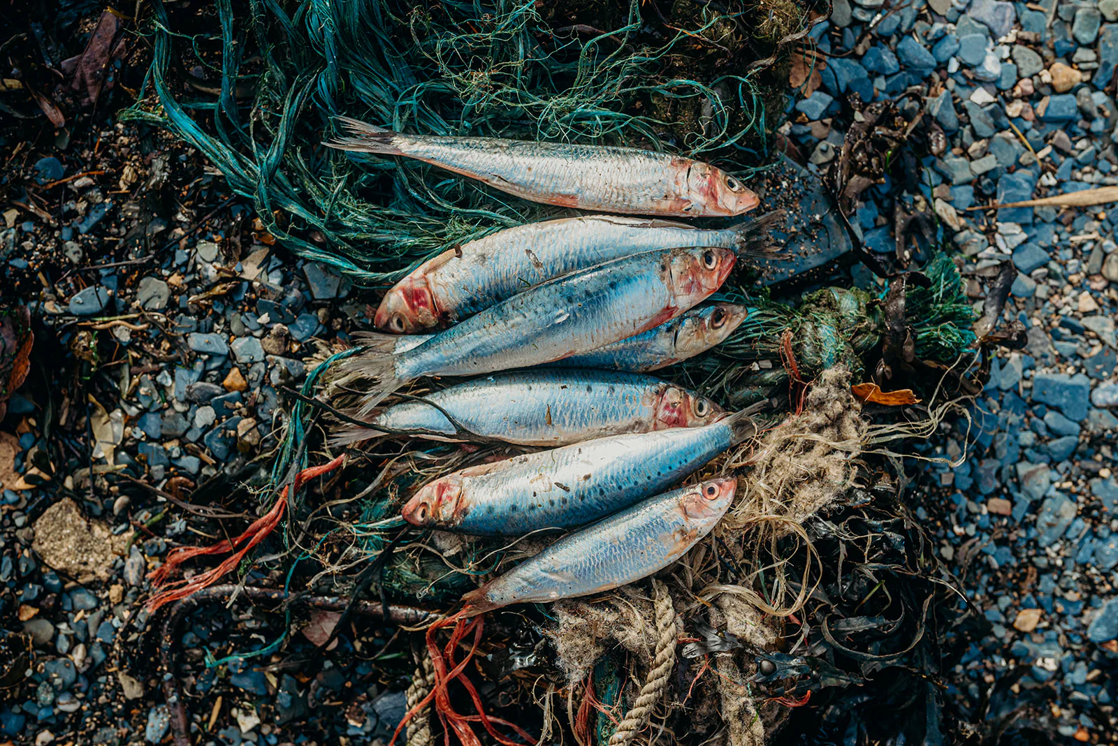 Sardines - Image 2