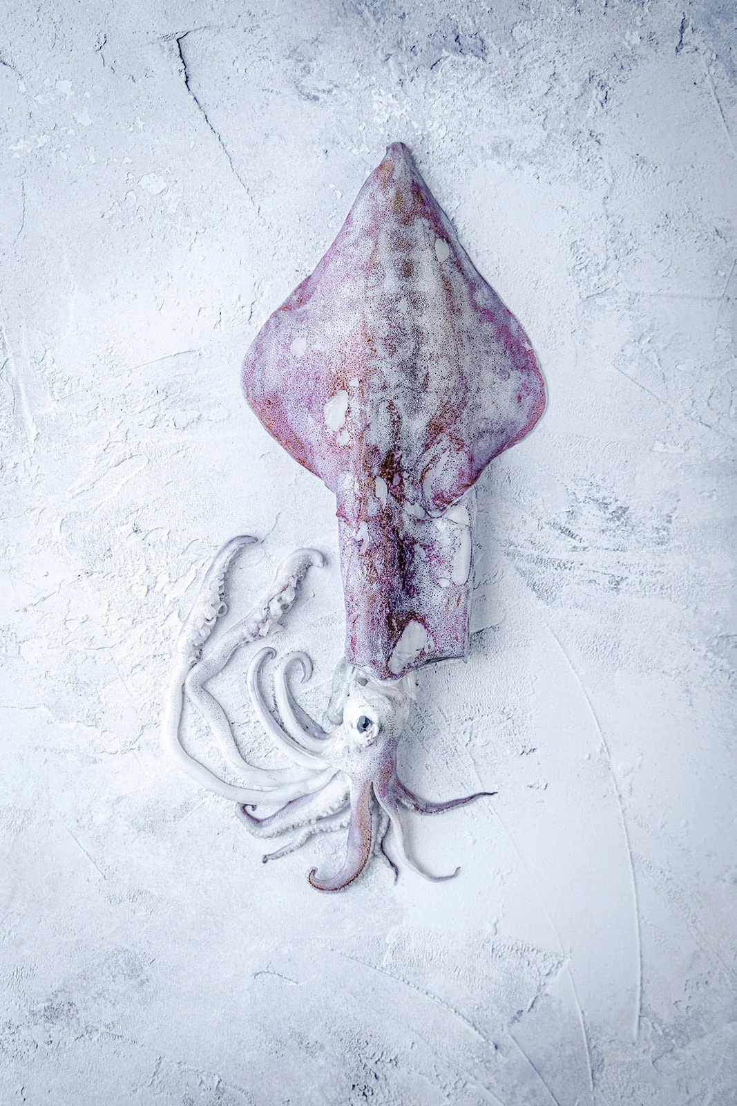 Squid