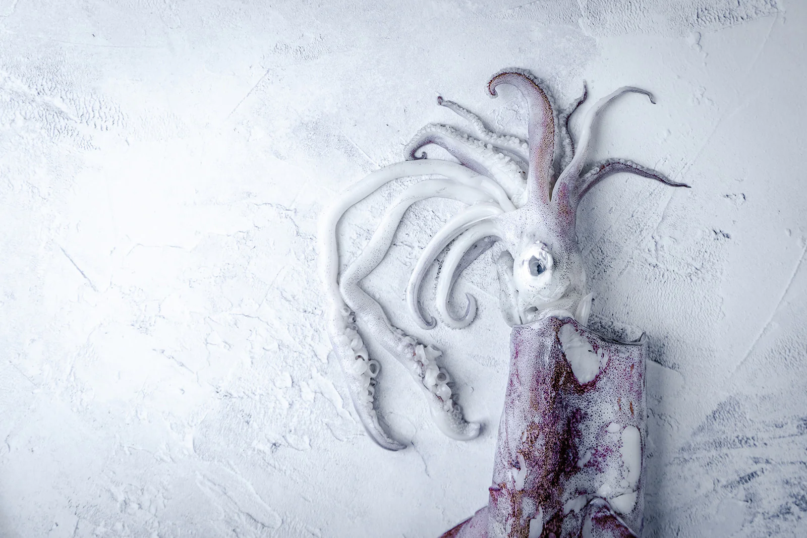 Squid - Image 2