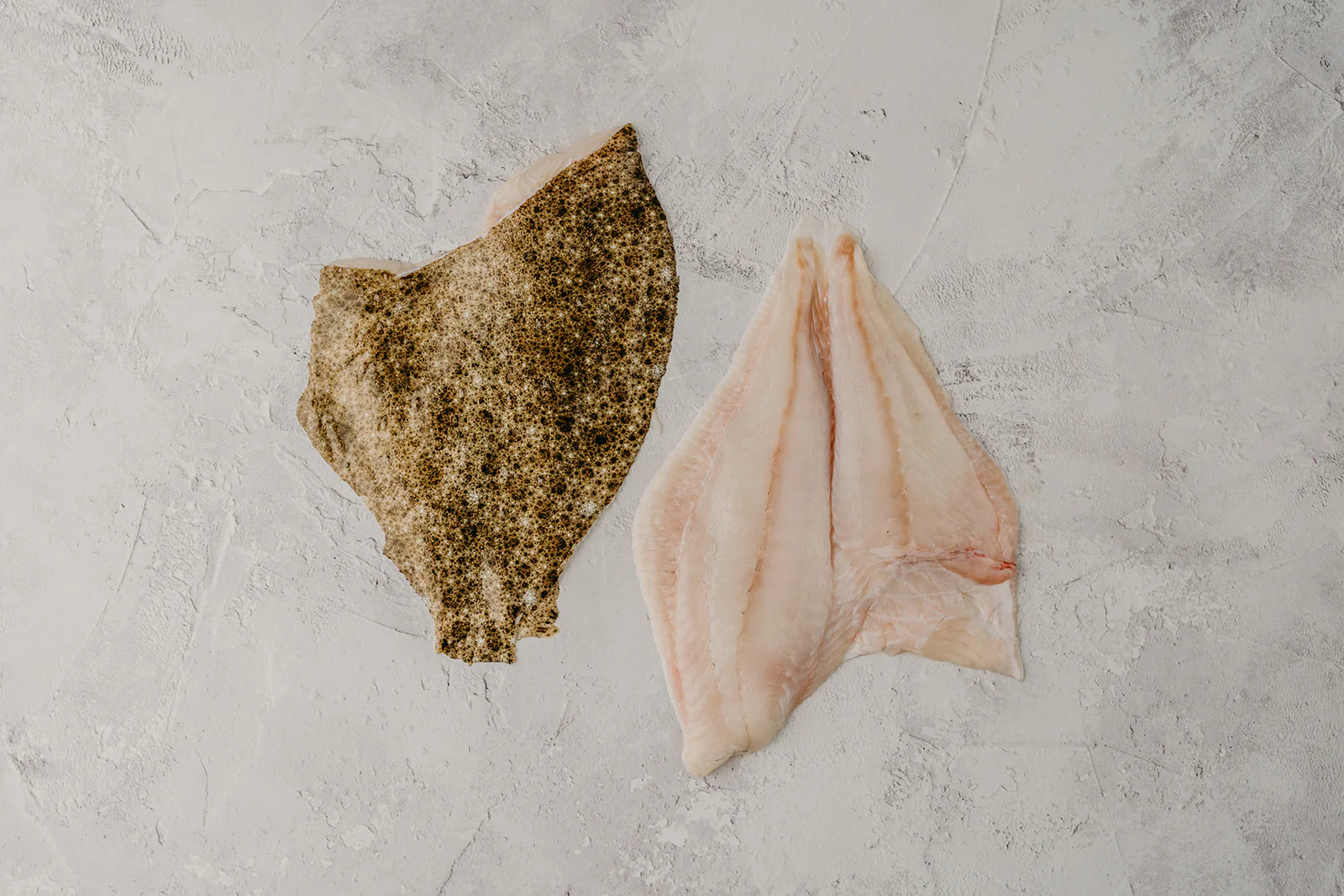 Turbot - Image 3