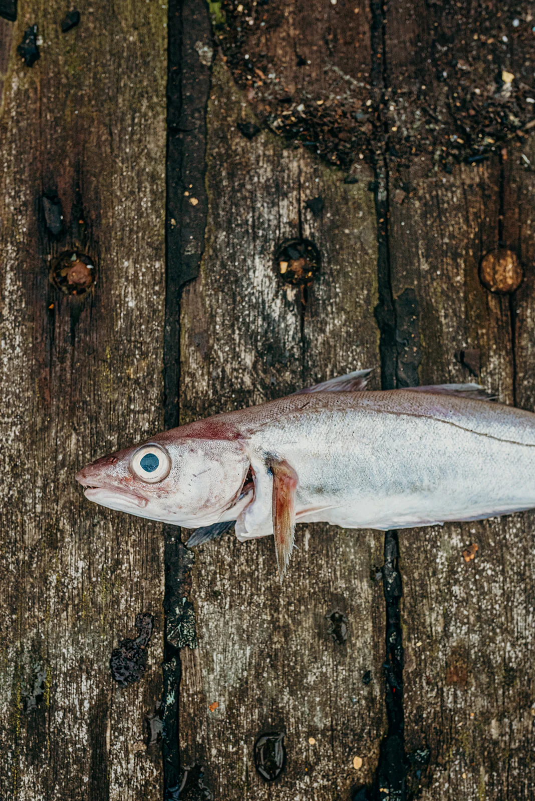 Whiting Fillets