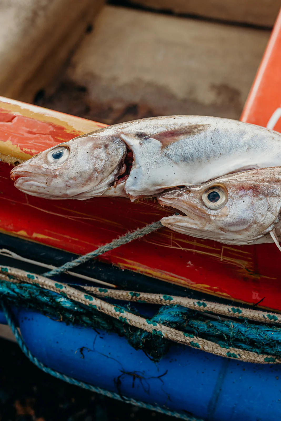 Whiting Fillets - Image 3
