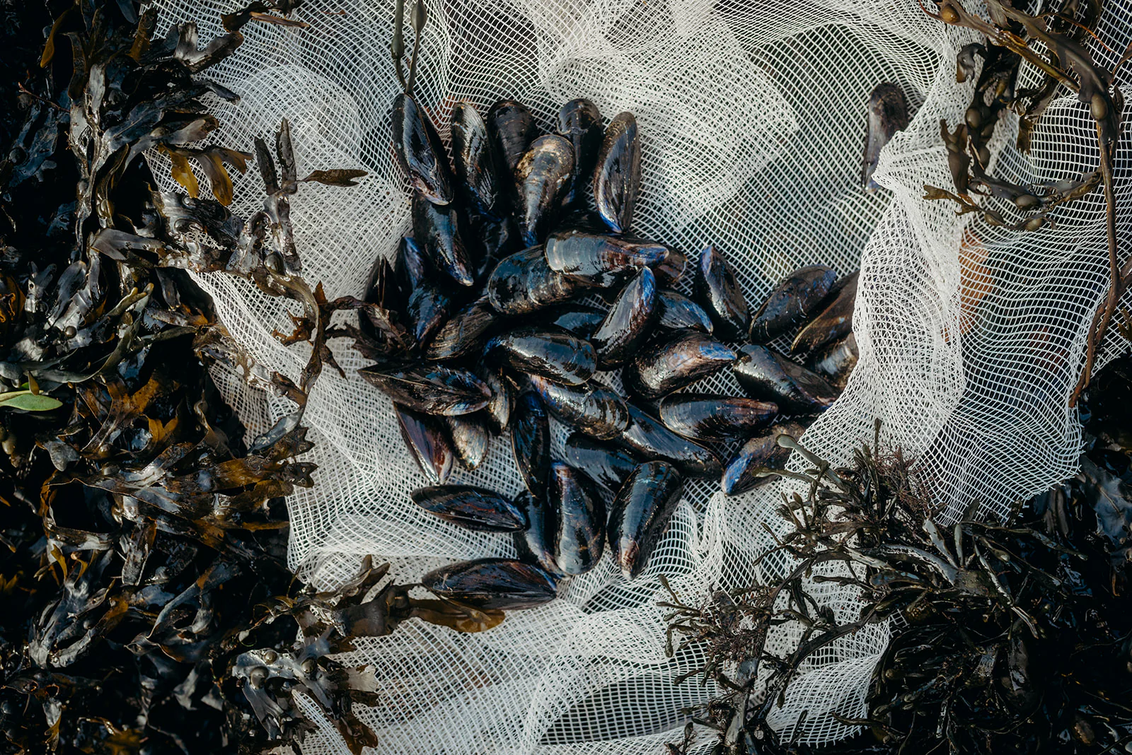 Wild Welsh Mussels 1KG